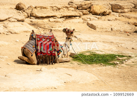 View of camels in the pyramids of Giza, Egypt 109952669