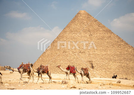 View of camels in the pyramids of Giza, Egypt View of camels in the pyramids of Giza, Egypt 109952687