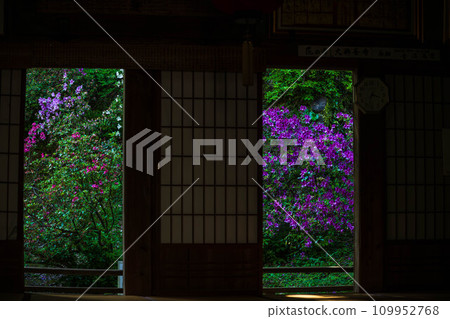 天台宗總寺大興禪寺(佐賀縣三燒郡木山町)的宅邸和古宅中,可以看到色彩鮮豔的杜鵑花。 天台宗總寺大興禪寺(佐賀縣三燒郡木山町)的宅邸和古宅中,可以看到色彩鮮豔的杜鵑花。 109952768