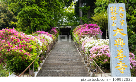 Stone steps (127 steps of Kibou no Saka) with brightly colored azalea flowers "Daikozenji, the special head temple of the Tendai sect" (Kiyama-cho, Miyaki-gun, Saga Prefecture) Stone steps (127 steps of Kibou no Saka) with brightly colored azalea flowers "Daikozenji, the special head temple of the Tendai sect" (Kiyama-cho, Miyaki-gun, Saga Prefecture) 109952823