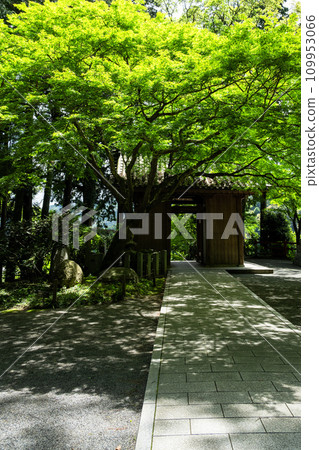 觀光地點:在新綠中閃閃發光的大光禪寺。天台宗特別總寺大光禪寺的院內(佐賀縣三燒郡木山町) 觀光地點:在新綠中閃閃發光的大光禪寺。天台宗特別總寺大光禪寺的院內(佐賀縣三燒郡木山町) 109953066