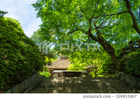 觀光地點:在新綠中閃閃發光的大光禪寺。天台宗特別總寺大光禪寺的院內(佐賀縣三燒郡木山町) 觀光地點:在新綠中閃閃發光的大光禪寺。天台宗特別總寺大光禪寺的院內(佐賀縣三燒郡木山町) 109953067