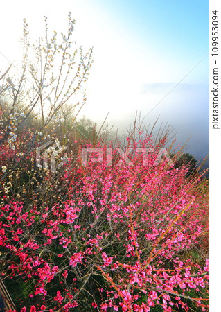 [Nara Prefecture] Tsukigase Bairin with plum blossoms in full bloom 109953094