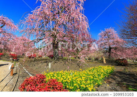 【三重縣】梅花盛開的鈴鹿之森庭園 【三重縣】梅花盛開的鈴鹿之森庭園 109953103