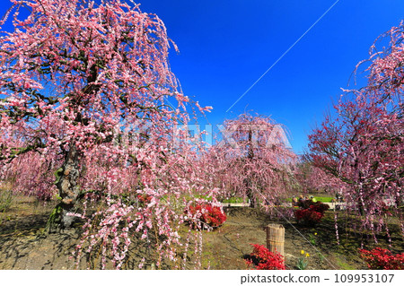 【三重縣】梅花盛開的鈴鹿之森庭園 【三重縣】梅花盛開的鈴鹿之森庭園 109953107