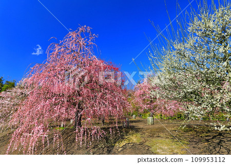 【三重縣】梅花盛開的鈴鹿之森庭園 【三重縣】梅花盛開的鈴鹿之森庭園 109953112
