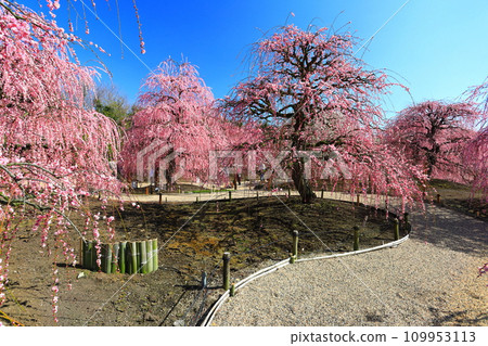 【三重縣】梅花盛開的鈴鹿之森庭園 【三重縣】梅花盛開的鈴鹿之森庭園 109953113