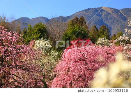 [Mie Prefecture] Suzuka Forest Garden and Suzuka Mountains with plum blossoms in full bloom 109953116
