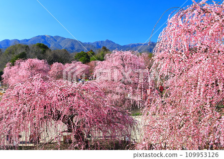 【三重縣】鈴鹿森林公園和梅花盛開的鈴鹿山 109953126
