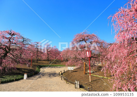 [Mie Prefecture] Suzuka Forest Garden and Suzuka Mountains with plum blossoms in full bloom 109953135