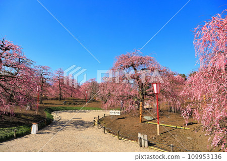 [Mie Prefecture] Suzuka Forest Garden and Suzuka Mountains with plum blossoms in full bloom 109953136