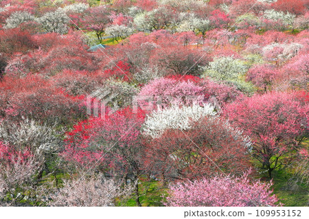 【三重縣】因鍋梅林公園梅花盛開 【三重縣】因鍋梅林公園梅花盛開 109953152