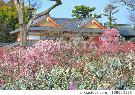 [Kyoto Prefecture] Plum blossoms in full bloom and plum garden at Kitano Tenmangu Shrine 109953156