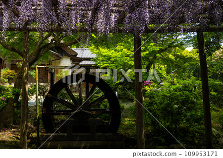 Wisteria flowers and waterwheel Daikozenji precincts "Daikozenji, the special head temple of the Tendai sect" (Kiyama-cho, Miyaki-gun, Saga Prefecture) 109953171