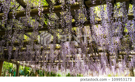Wisteria flowers Daikozenji Temple precincts "Daikozenji, the special head temple of the Tendai sect" (Kiyama-cho, Miyaki-gun, Saga Prefecture) Wisteria flowers Daikozenji Temple precincts "Daikozenji, the special head temple of the Tendai sect" (Kiyama-cho, Miyaki-gun, Saga Prefecture) 109953173
