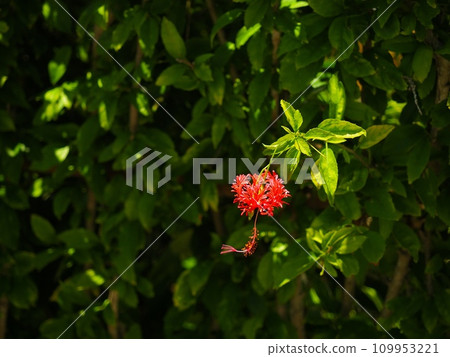 Hibiscus blooming at the entrance of Banta Cafe, Yomitan Village, Okinawa Prefecture Hibiscus blooming at the entrance of Banta Cafe, Yomitan Village, Okinawa Prefecture 109953221