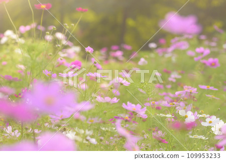 Cosmos in the sunset with light falling on it (soft tone due to special photography) Cosmos in the sunset with light falling on it (soft tone due to special photography) 109953233