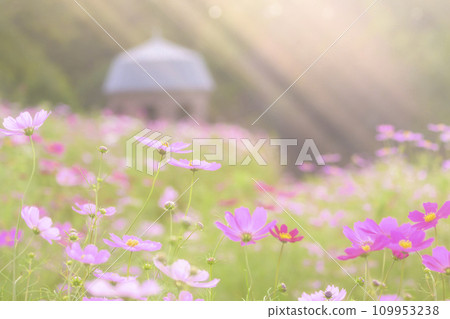 Cosmos in the sunset with light falling on it (soft tone due to special photography) Cosmos in the sunset with light falling on it (soft tone due to special photography) 109953238