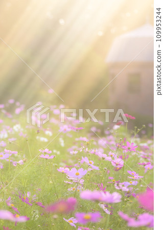 Cosmos in the sunset with light falling on it (soft tone due to special photography) 109953244