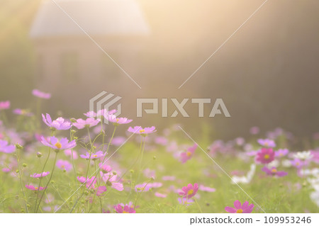 Cosmos in the sunset with light falling on it (soft tone due to special photography) 109953246