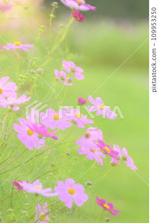 Cosmos in full bloom (soft tone due to special photography) Cosmos in full bloom (soft tone due to special photography) 109953250