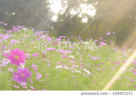 Cosmos in the sunset with light falling on it (soft tone due to special photography) Cosmos in the sunset with light falling on it (soft tone due to special photography) 109953251