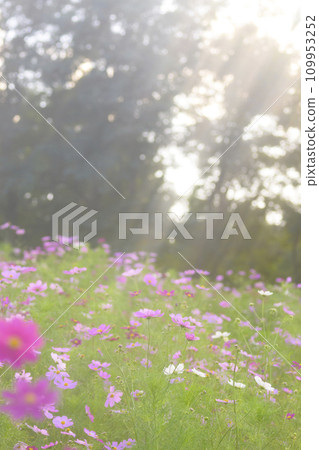 夕陽下的波斯菊,光線照射在其上(特殊攝影造成的柔和色調) 夕陽下的波斯菊,光線照射在其上(特殊攝影造成的柔和色調) 109953252