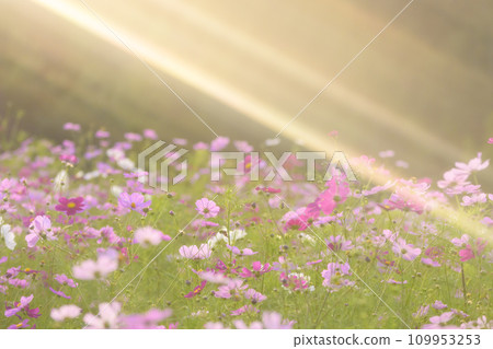 Cosmos in the sunset with light falling on it (soft tone due to special photography) Cosmos in the sunset with light falling on it (soft tone due to special photography) 109953253