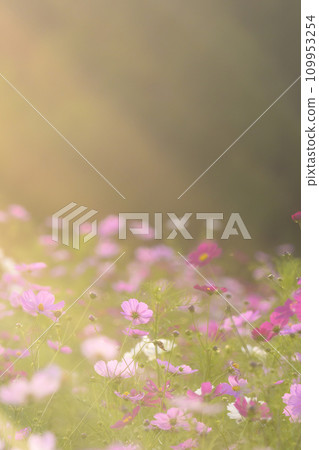 Cosmos in the sunset with light falling on it (soft tone due to special photography) Cosmos in the sunset with light falling on it (soft tone due to special photography) 109953254