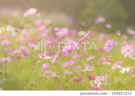 Cosmos in the sunset with light falling on it (soft tone due to special photography) 109953255
