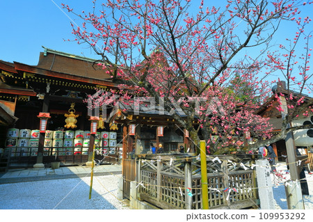 [京都府]飛梅盛開的梅花和北野天滿宮（正殿）的前殿 109953292