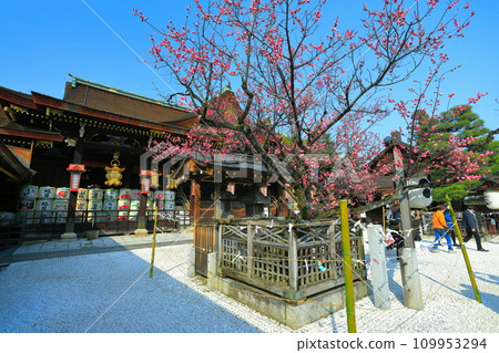 [京都府]飛梅盛開的梅花和北野天滿宮（正殿）的前殿 109953294