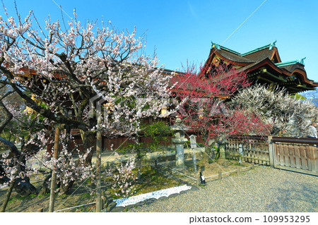 [京都府]梅花盛開和北野天滿宮的中門（三光門） 109953295
