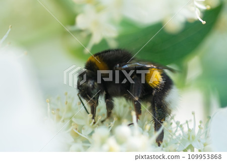 beautiful blossom of white hydrangea with working bumblebee at sunny day. macro beautiful blossom of white hydrangea with working bumblebee at sunny day. macro 109953868