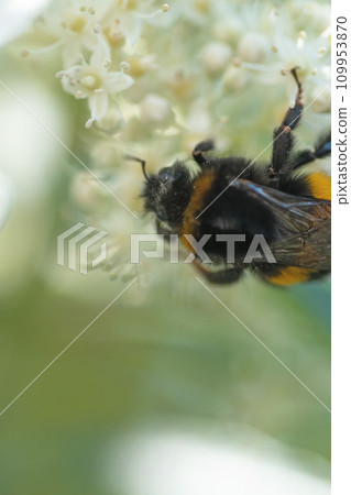 beautiful  blossom  of white  hydrangea  with working bumblebee at sunny day. macro 109953870