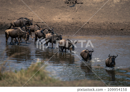 Blue wildebeest cross river in single file Blue wildebeest cross river in single file 109954158