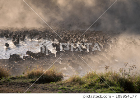 Blue wildebeest crosses shallow river in dust Blue wildebeest crosses shallow river in dust 109954177