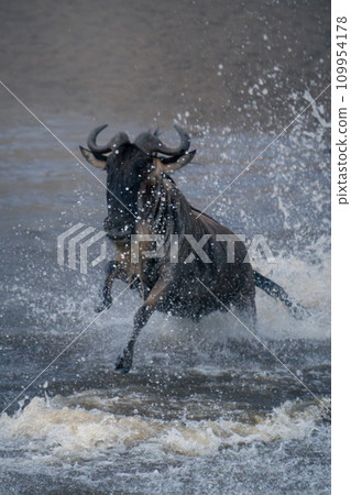 Blue wildebeest crosses stream kicking up spray Blue wildebeest crosses stream kicking up spray 109954178