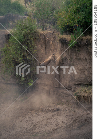 Blue wildebeest dives off cliff on riverbank 109954189