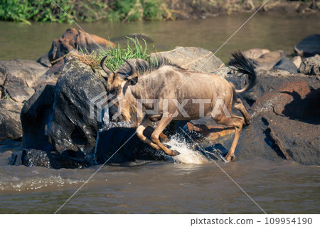 Blue wildebeest diving into river from rocks Blue wildebeest diving into river from rocks 109954190