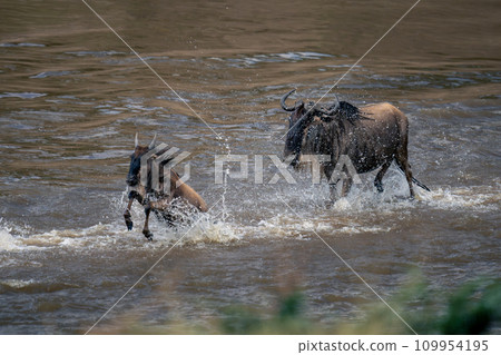 Blue wildebeest follows calf across shallow river 109954195