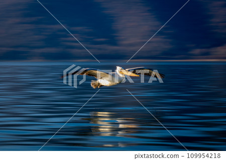 Slow pan of pelican swooping over waves Slow pan of pelican swooping over waves 109954218