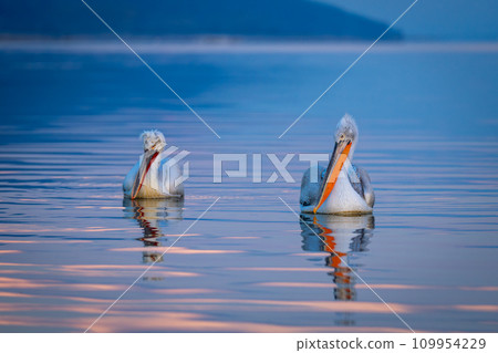 Two Dalmatian pelicans swimming on calm lake 109954229