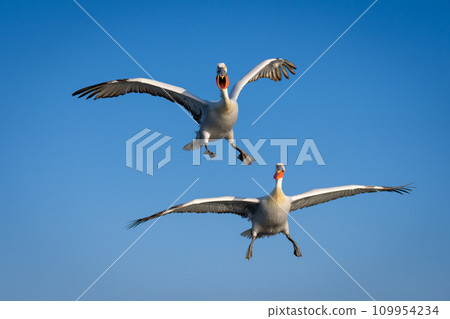 Two pelicans fly in perfect blue sky 109954234