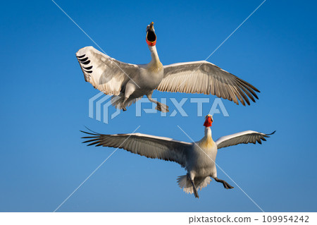 Two pelicans flying in perfect blue sky Two pelicans flying in perfect blue sky 109954242