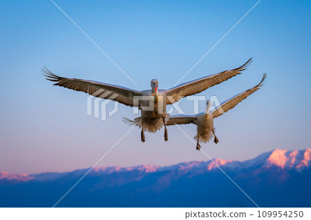 Two pelicans glide over mountains spreading wings 109954250