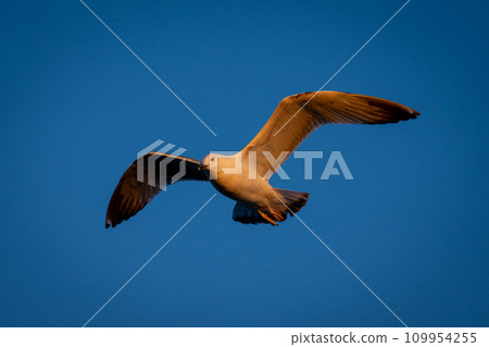 Yellow-legged gull gliding in perfect blue sky 109954255
