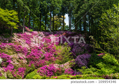 Azalea flowers, a forest plant where you can enjoy the four seasons of nature, Daikozenji Chigien (Kiyama Town, Miyaki District, Saga Prefecture) Azalea flowers, a forest plant where you can enjoy the four seasons of nature, Daikozenji Chigien (Kiyama Town, Miyaki District, Saga Prefecture) 109954346