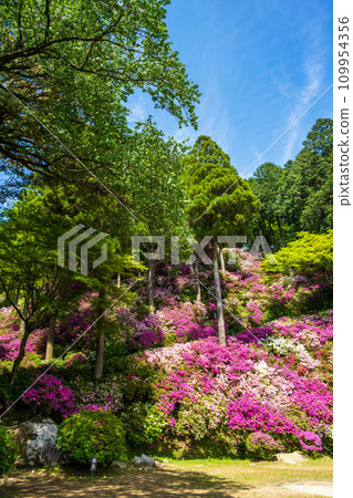 Azalea flowers, a forest plant where you can enjoy the four seasons of nature, Daikozenji Chigien (Kiyama Town, Miyaki District, Saga Prefecture) 109954356