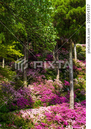 Azalea flowers, a forest plant where you can enjoy the four seasons of nature, Daikozenji Chigien (Kiyama Town, Miyaki District, Saga Prefecture) 109954357